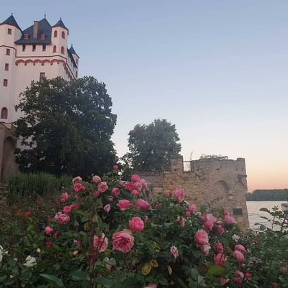 Rosa Rosen blühen im Vordergrund mit mittelalterlichem Eltville Burgturm und Steinmauern dahinter. Abendhimmel schafft warme Beleuchtung.