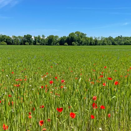 Poppy flowers