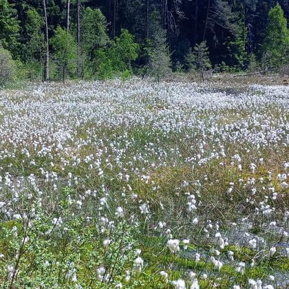 Wetland area covered with white cotton grass blooms stretching across brown moorland. Dense coniferous forest visible in the background.