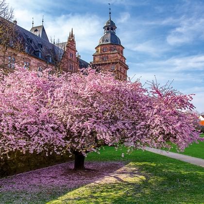 Aschaffenburg Kirschblüten