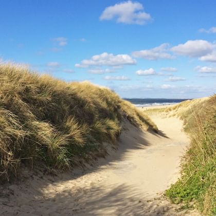 Sandy pathway winding through tall beach grass and dunes toward the ocean in Zeeland, with blue sky and white clouds overhead.