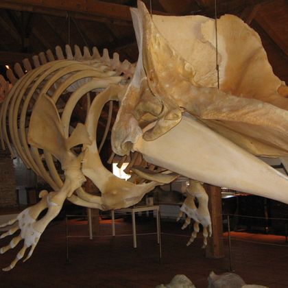Whale skeleton in local museum on Borkum