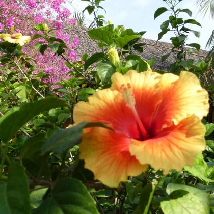 Große orange-rote Hibiskusblüte mit gelben Rändern in tropischem Garten mit violetter Bougainvillea, Palmen und Strohdachhäusern.
