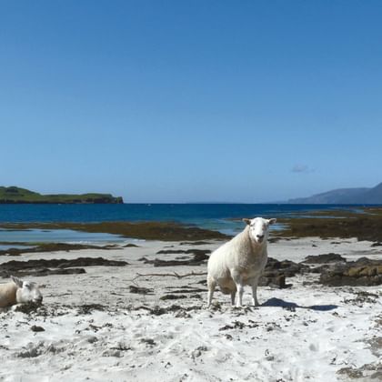 Four white sheep on a sandy beach in Scotland with turquoise water, rocky coastline, and mountains in the background under blue sky.