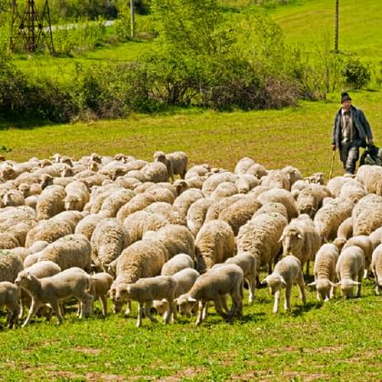 Large flock of white sheep grazing on green pasture with shepherd standing among them, holding a walking stick in rural Romania.