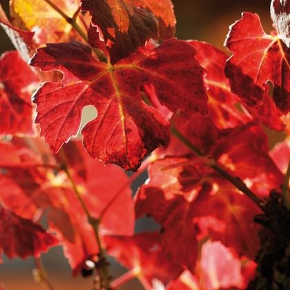 Volkach herbstlicher Weinberg Fränkisches Weinland