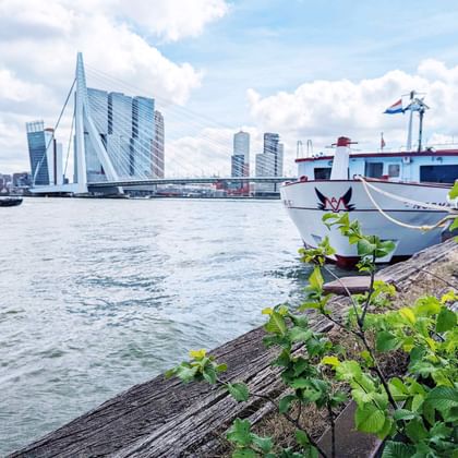 White passenger ship moored at waterfront with Erasmus Bridge and Rotterdam skyline in background. Green plants grow along the quay.