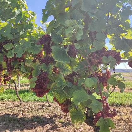 Trauben roter Weintrauben hängen von grünen Weinreben in einem Weinberg bei Nierstein am Rhein-Radweg, mit blauem Himmel darüber.