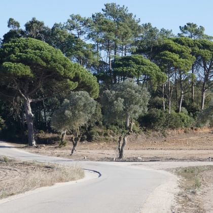 Paved cycle path winding through Portuguese countryside with pine trees and Mediterranean vegetation under clear blue sky.
