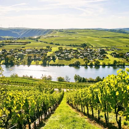 Vineyard rows in foreground with river, village, and green agricultural fields in valley. Rolling hills under blue sky in background.