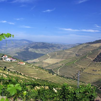 Blick auf die Weinfelder