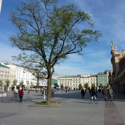 Large tree in the center of Krakow's Main Market Square with historic buildings, pedestrians, and a cyclist under blue sky.