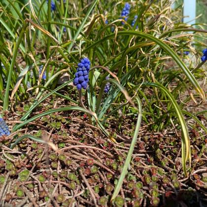 Mehrere blaue Traubenhyazinthen mit glockenförmigen Blüten wachsen zwischen grünem Gras und braunem Mulch in einem Frühlingsbeet.