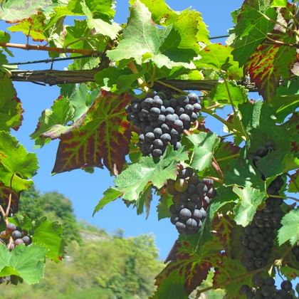 Vines on the Moselle