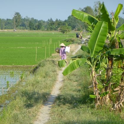 Ländliche vietnamesische Landschaft mit grünen Reisfeldern, Bananenbäumen und einer Person mit traditionellem Kegelhut auf einem Feldweg.