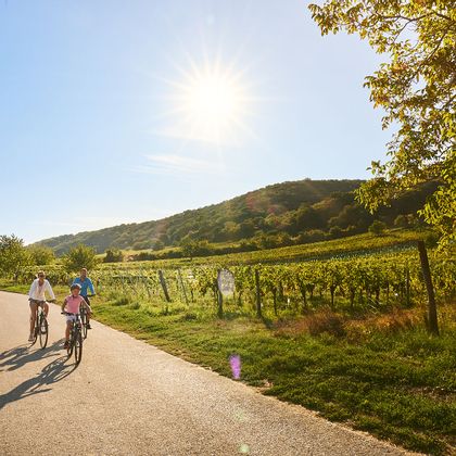 Cycle path along the vineyards