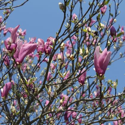 Rosa Magnolienblüten blühen an kahlen Ästen vor einem klaren blauen Himmel in Piemont, Italien. Die tulpenförmigen Blüten befinden sich in verschiedenen Blütenstadien.