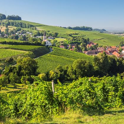 Rolling vineyards surrounding the village of Auggen with red-roofed houses, a church spire, and green hills under blue sky.