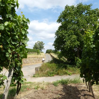 Palatinate-cycle-path-through-vineyards