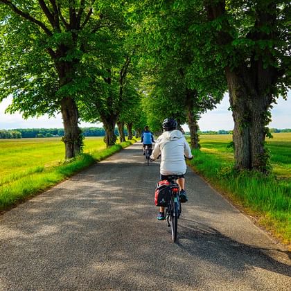 Radfahrer auf einem asphaltierten Weg mit großen Bäumen zwischen grünen und gelben Feldern in Dänemark.