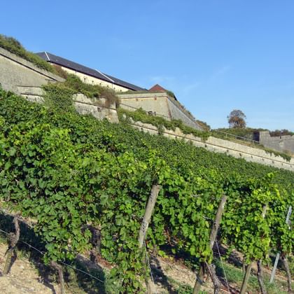Terrassierte Weinberge mit grünen Rebstöcken am Hang unterhalb historischer Steinmauern und Gebäude unter blauem Himmel bei Würzburg.