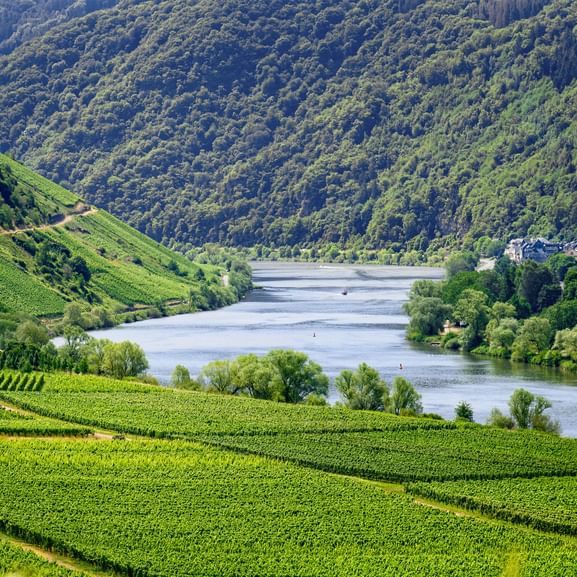 Panoramablick auf die Mosel, die sich durch grünes Tal schlängelt mit terrassierten Weinbergen an Hängen und bewaldeten Bergen im Hintergrund.