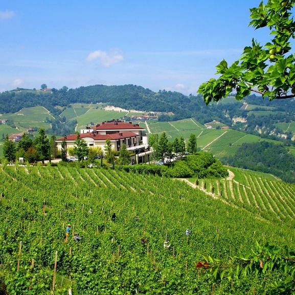 Weinberglandschaft in Piemonts Hügeln Sanfte Hügel mit grünen Weinbergen im Piemont, Italien. Ein modernes Weingut steht zwischen den Reben mit bewaldeten Hügeln im Hintergrund.
