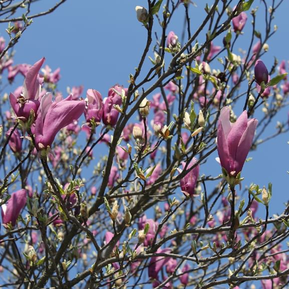 Rosa Magnolienblüten blühen an kahlen Ästen vor einem klaren blauen Himmel in Piemont, Italien. Die tulpenförmigen Blüten befinden sich in verschiedenen Blütenstadien.