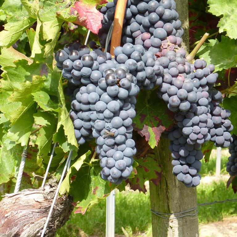 Palatinate-wine-grapes