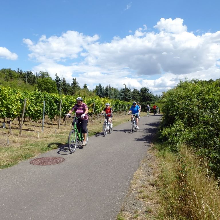 Group of cyclists riding on paved path through Palatinate vineyards under blue sky with white clouds and green forest in background.